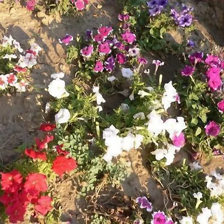 Natureland Efes Apart Otel Selçuk