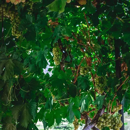 Natureland Efes Apartmanhotel 3*