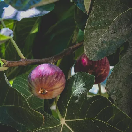 Apartmanhotel Natureland Efes 3*