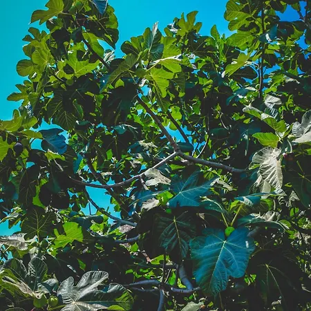 Natureland Efes Selcuk