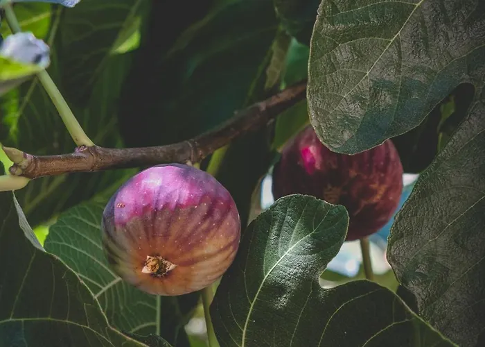 מלון דירות Natureland Efes 3*