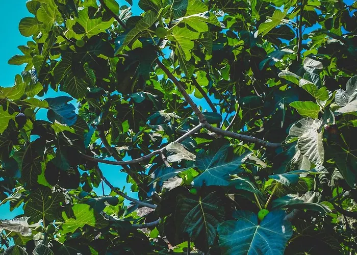 Natureland Efes סלצ'וק