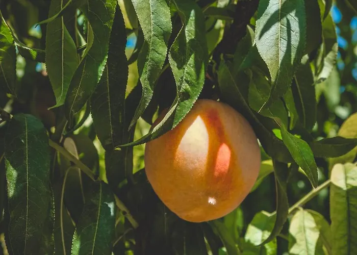 Natureland Efes מלון דירות 3*